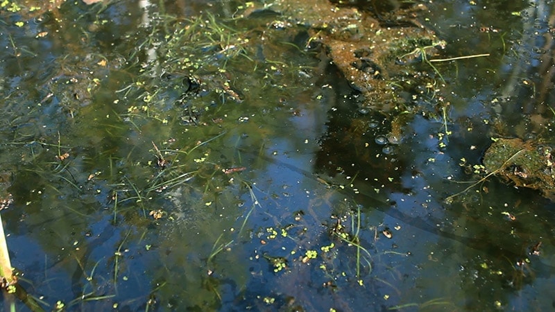A close-up of a dirty and contaminated water source